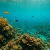Plongée sous-marine en RD : spots secrets